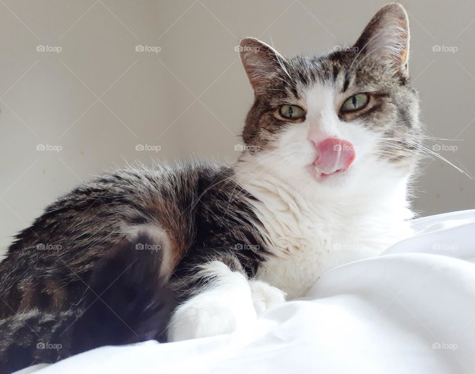 A grey and white tabby cat lays on a white sheet on a bed. She is caught mid lick.