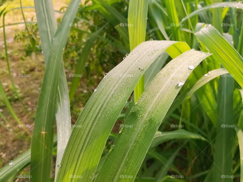 Dew drop on lemon grass leaf.