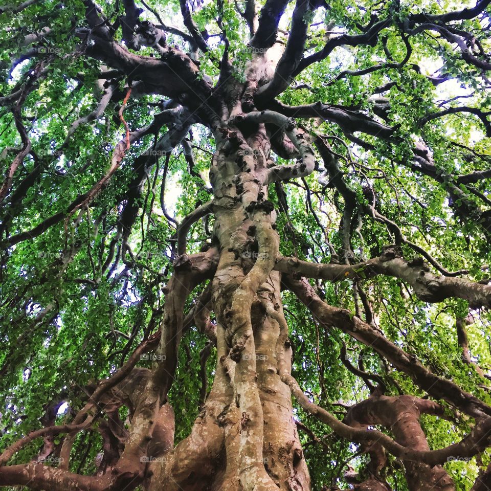 Wise Old Tree.