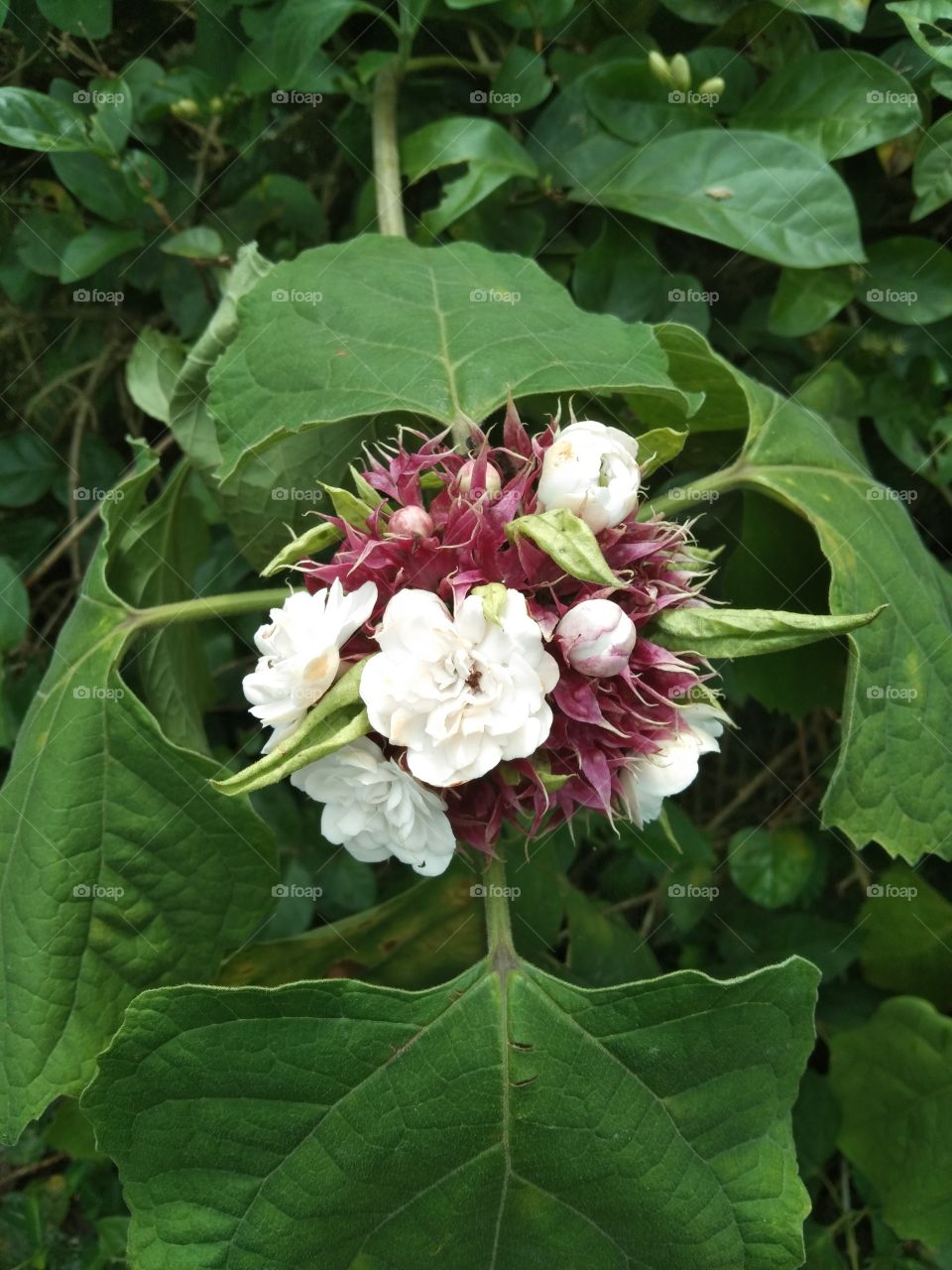 beautiful flowers