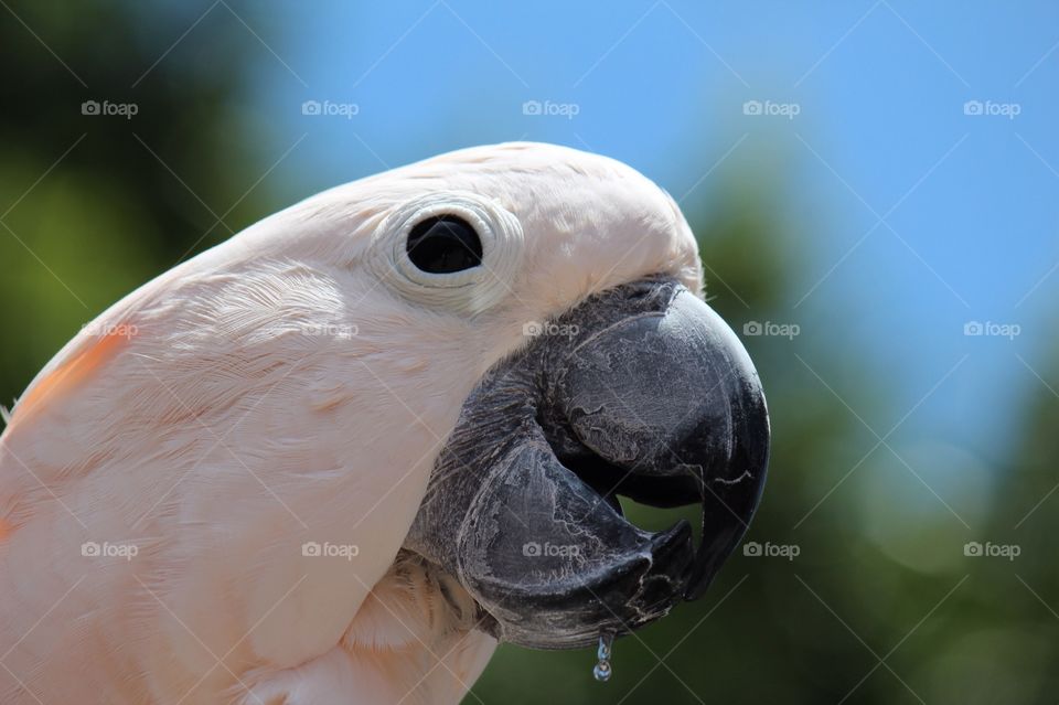 Cockatoo