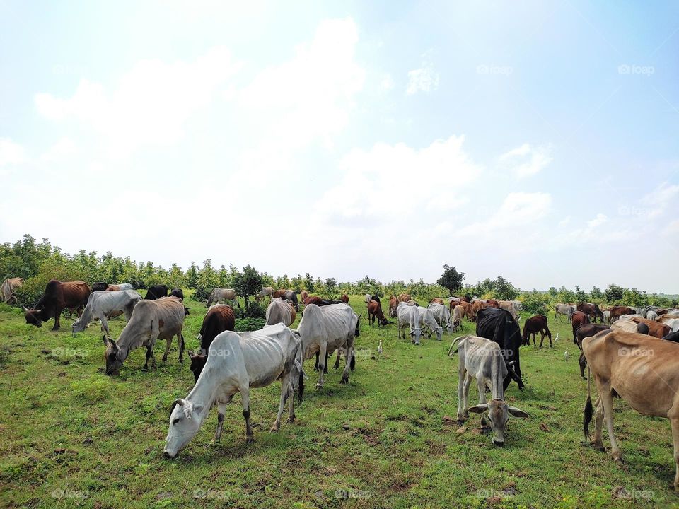 grazing cattle