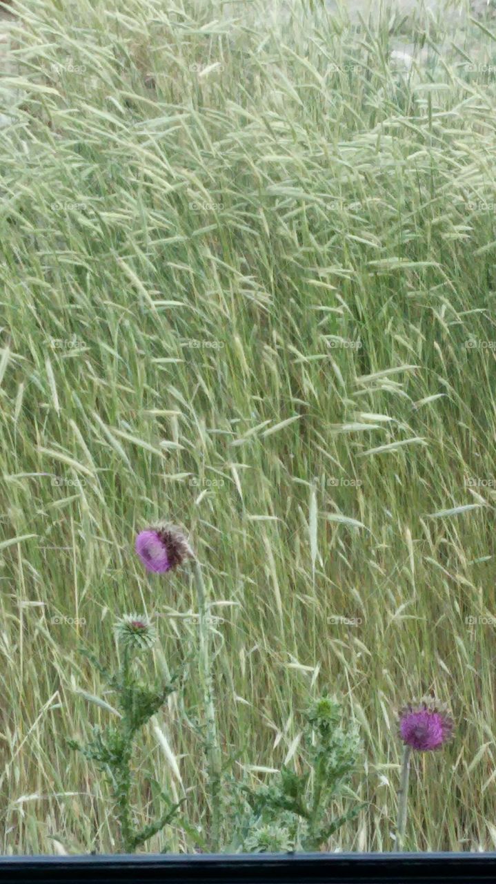 random flowers in a field. west mountain field