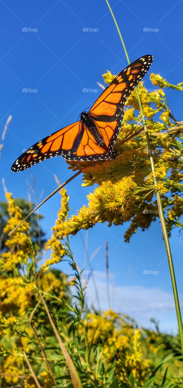 Fresh monarch butterfly