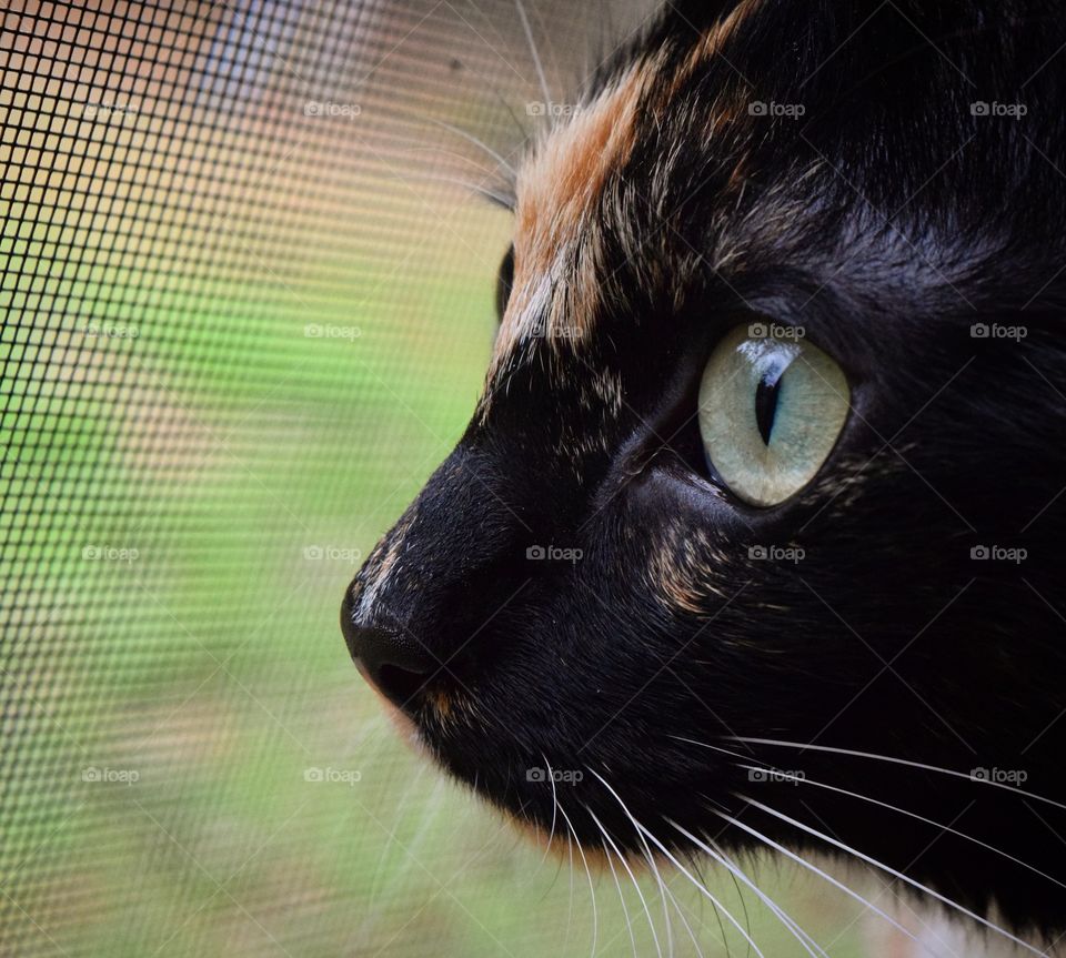 Bird watching with Itty Bit from the safety of our home! 