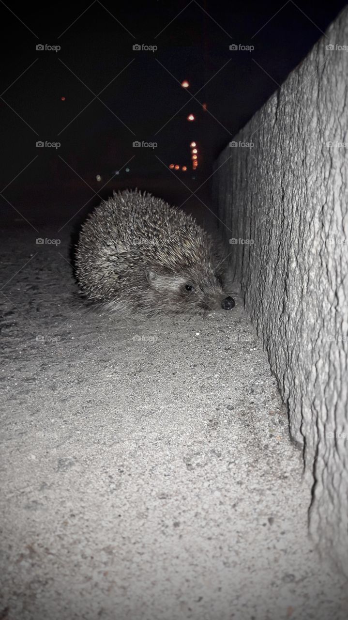 Hedgehog is walking in the evening