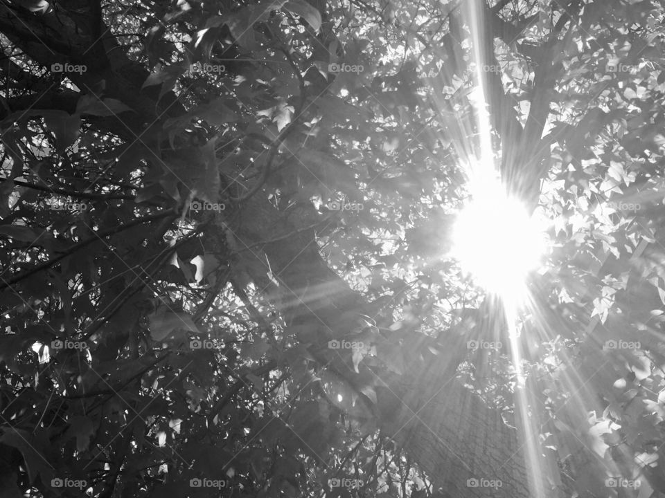 Sun through tree b&w