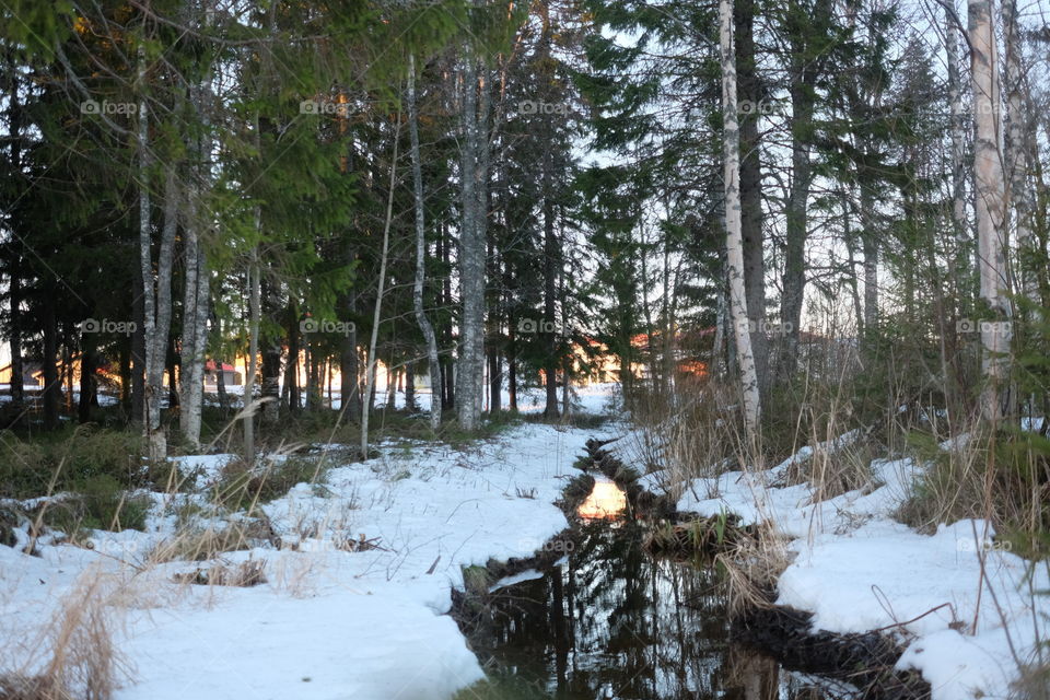 Tree, Snow, Winter, Wood, Landscape