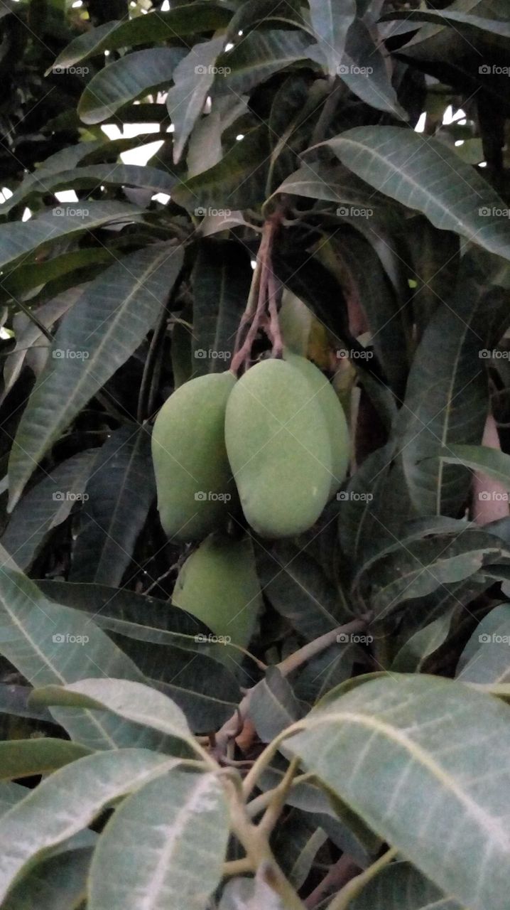 Mango fruiting on tree