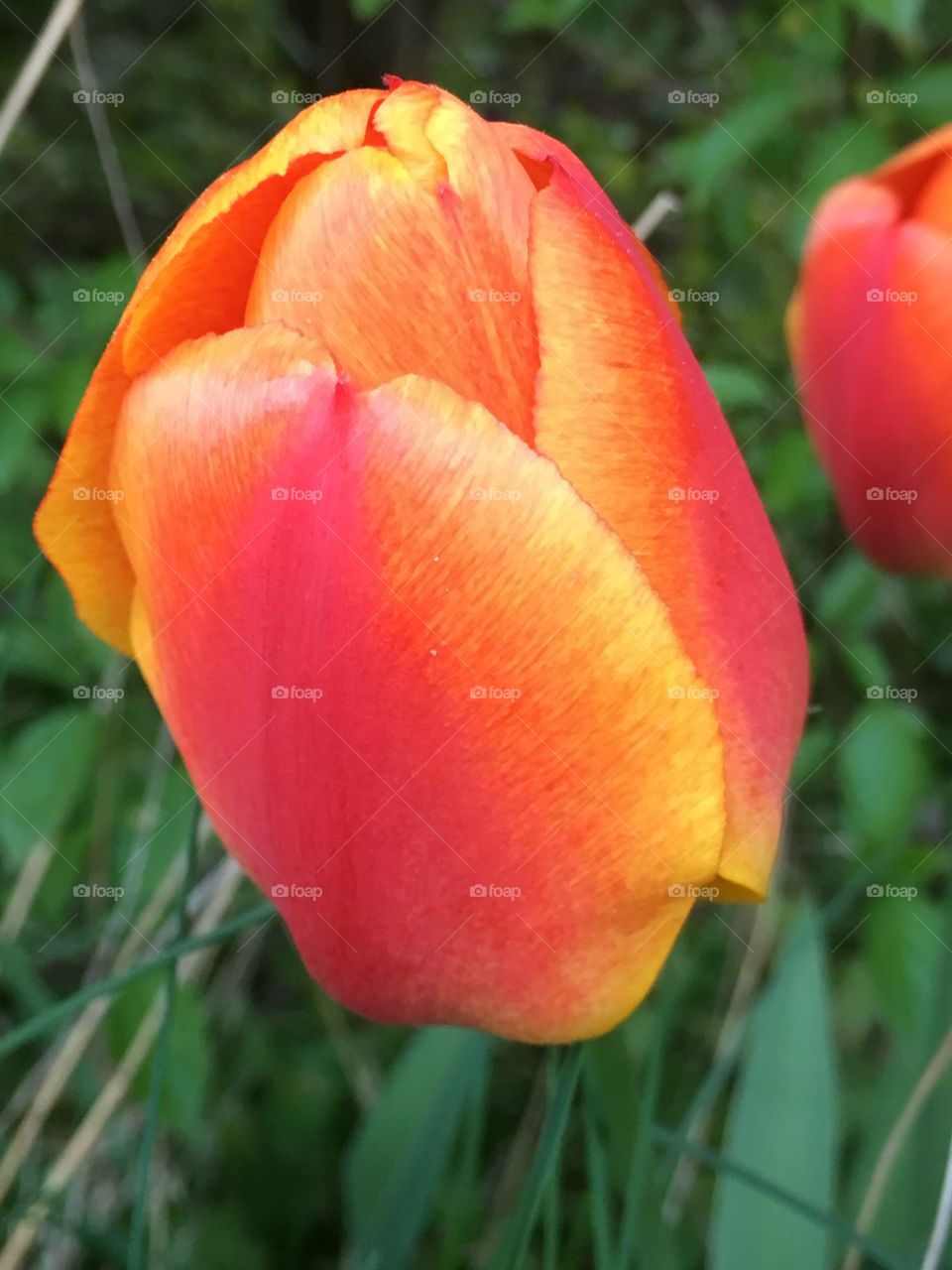 red yellow tulip