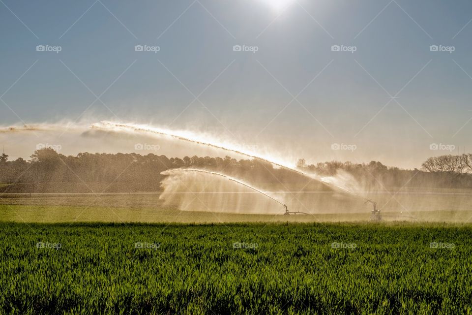 Foap, Cities and Countrysides: Swine wastewater is applied to a winter wheat field via the big gun irrigation system. Raleigh, North Carolina. 