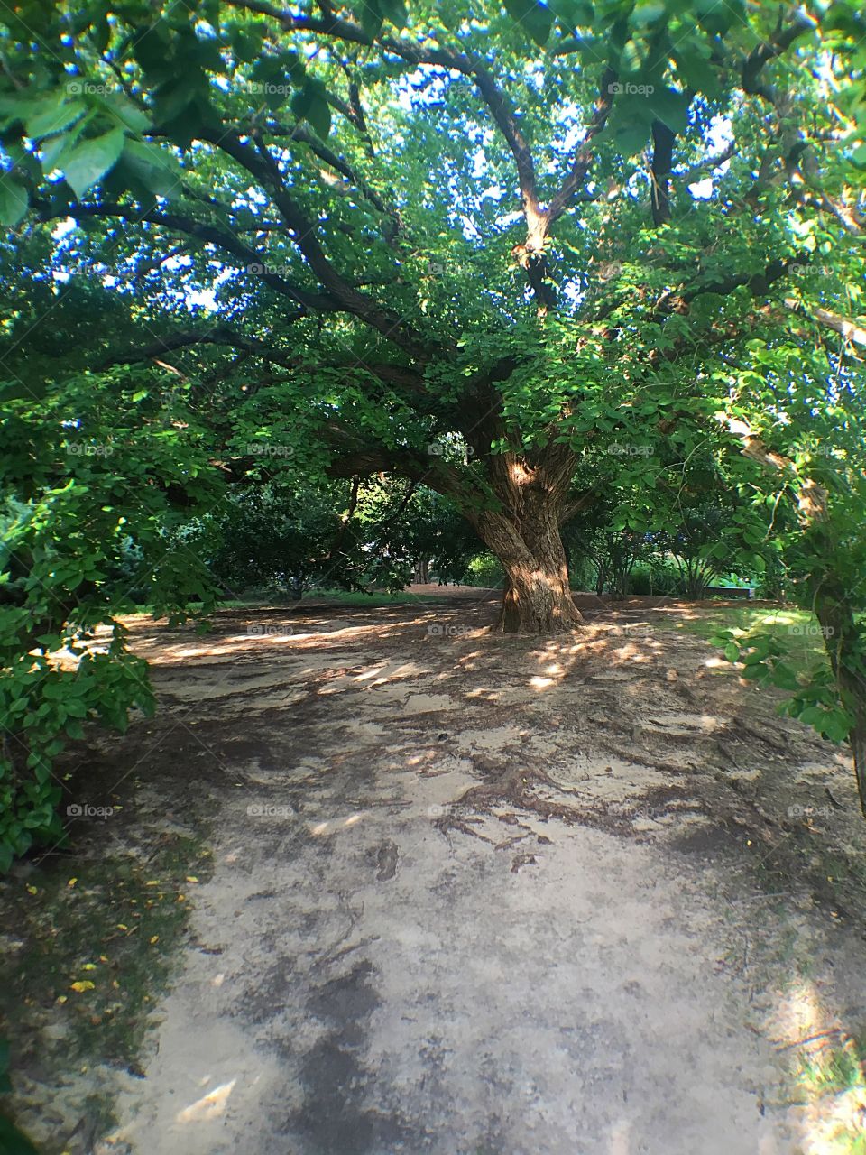 The Serenity Continues