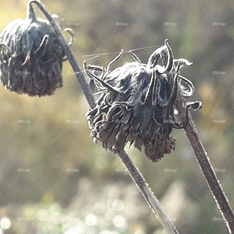 dried out black flowers of topinambur  in afternoon sun