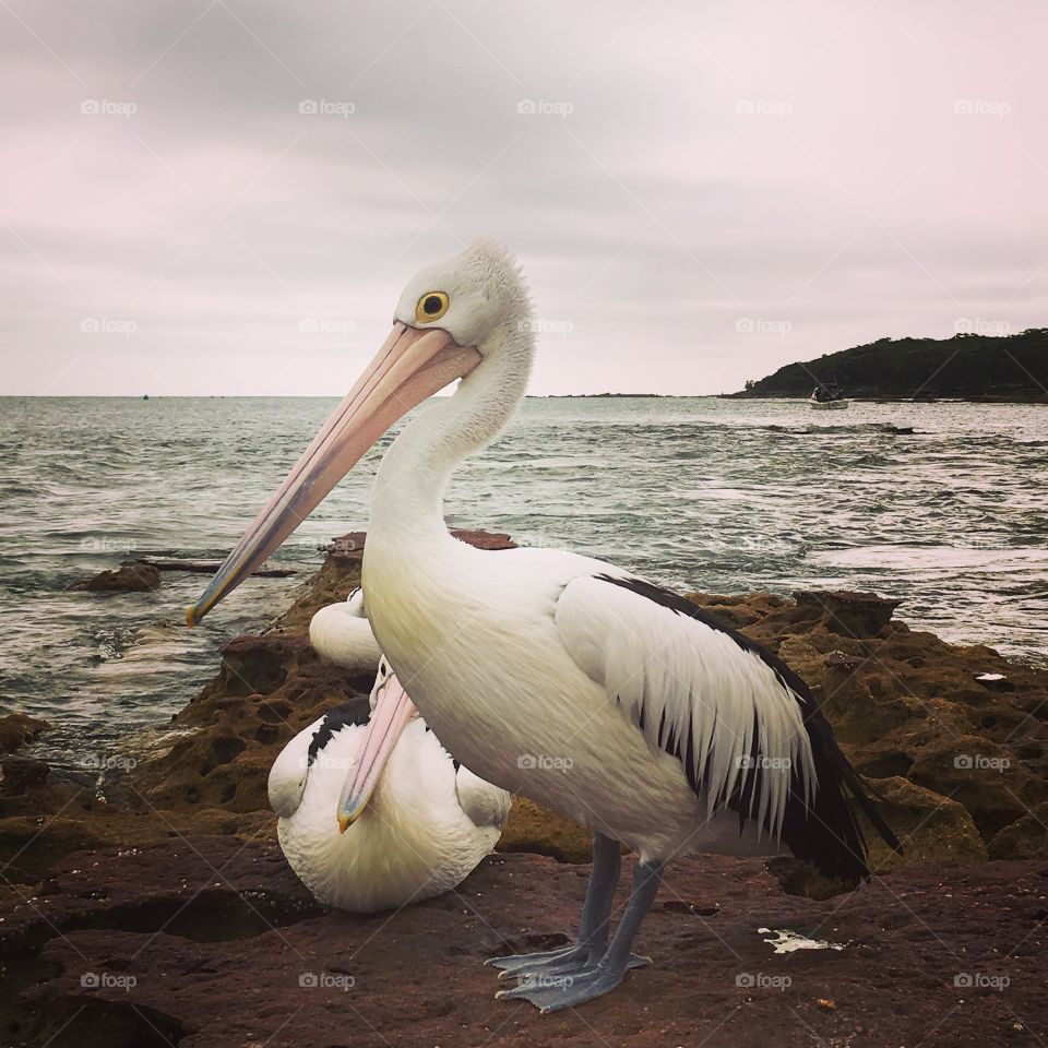 The pelican 