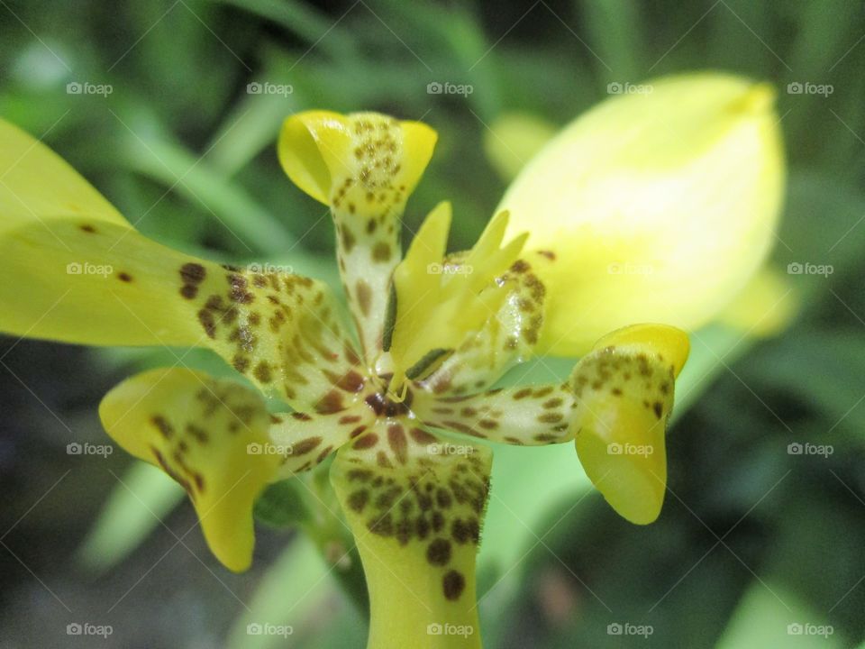 Yellow Ground Orchid