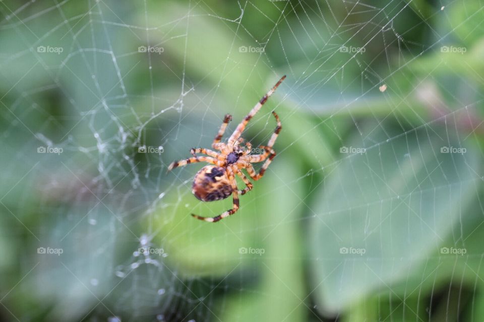spider