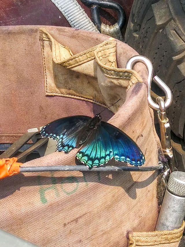 Working with Wings