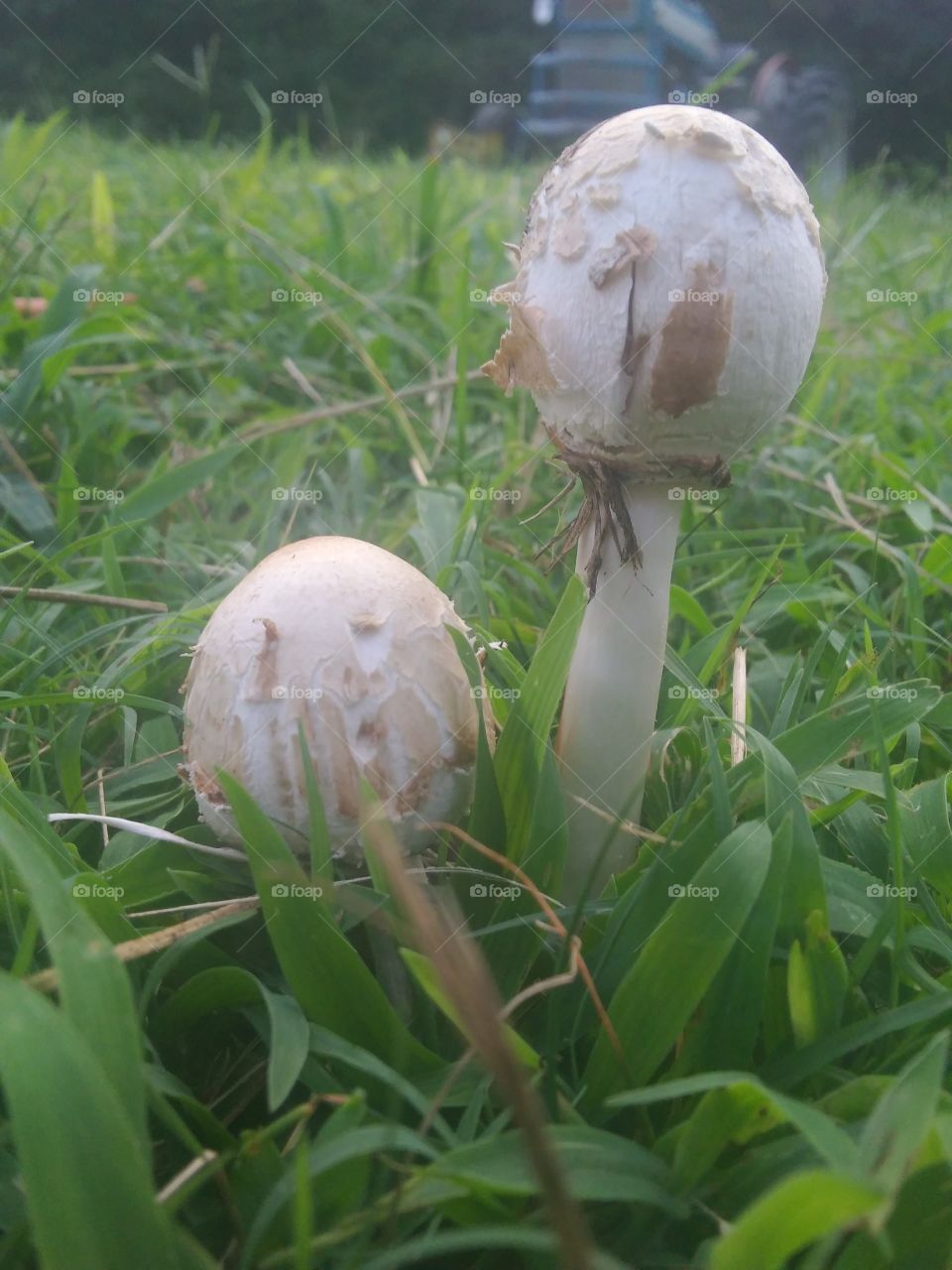 egg shaped mushroom