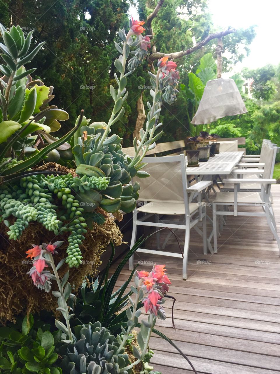 Martha's Vineyard Gardening 