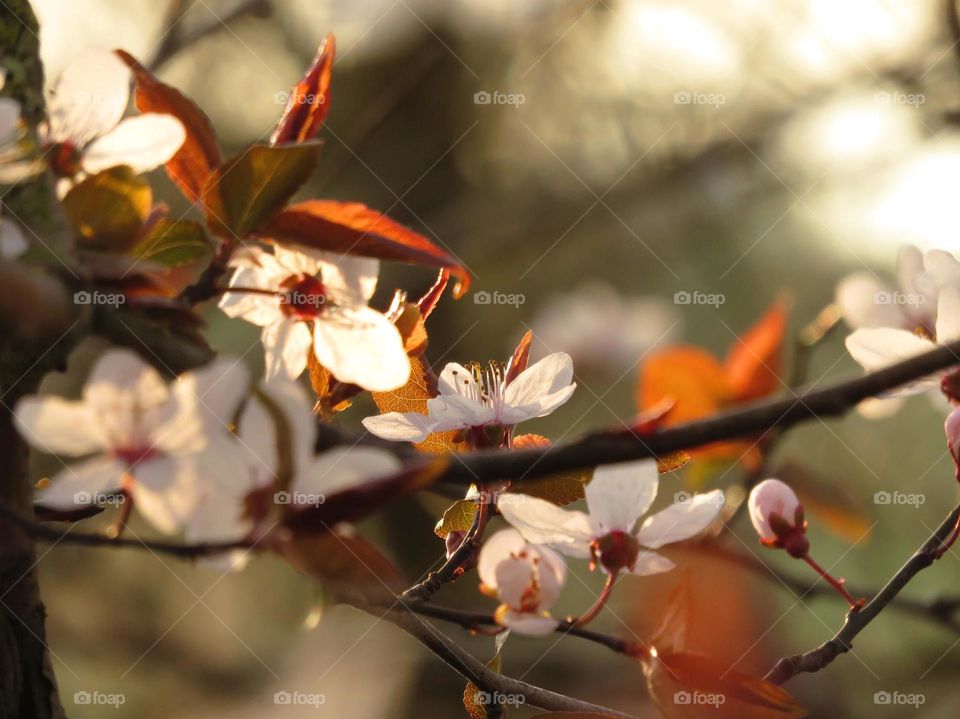 Gorgeous Spring blossom 