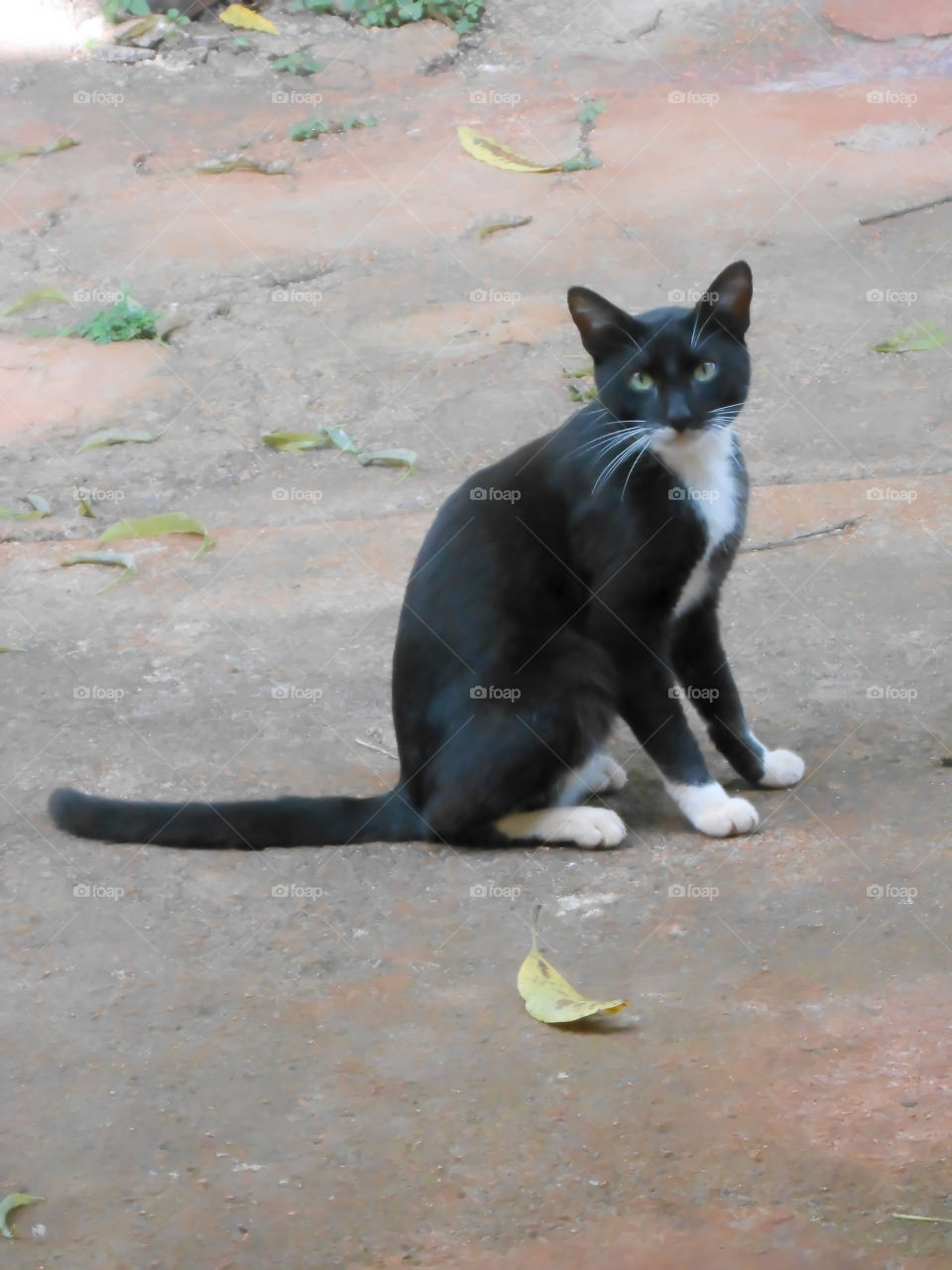 Black and White Cat Sit Looking