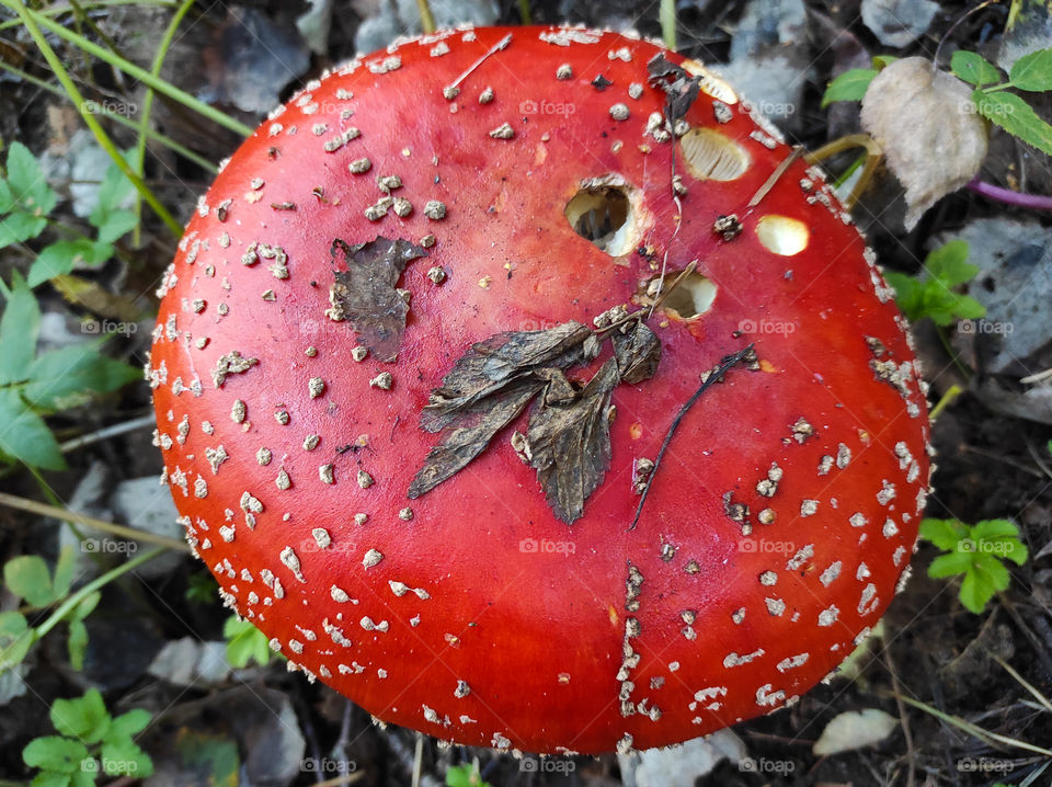 huge beautiful red mushroom amanita on a background of green and yellow leaves in the autumn forest