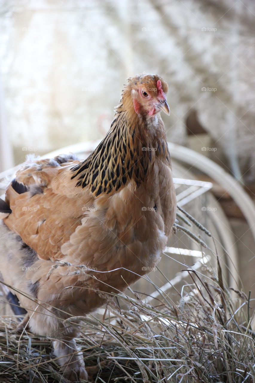 Poultry, Bird, Hen, Dame, Farm