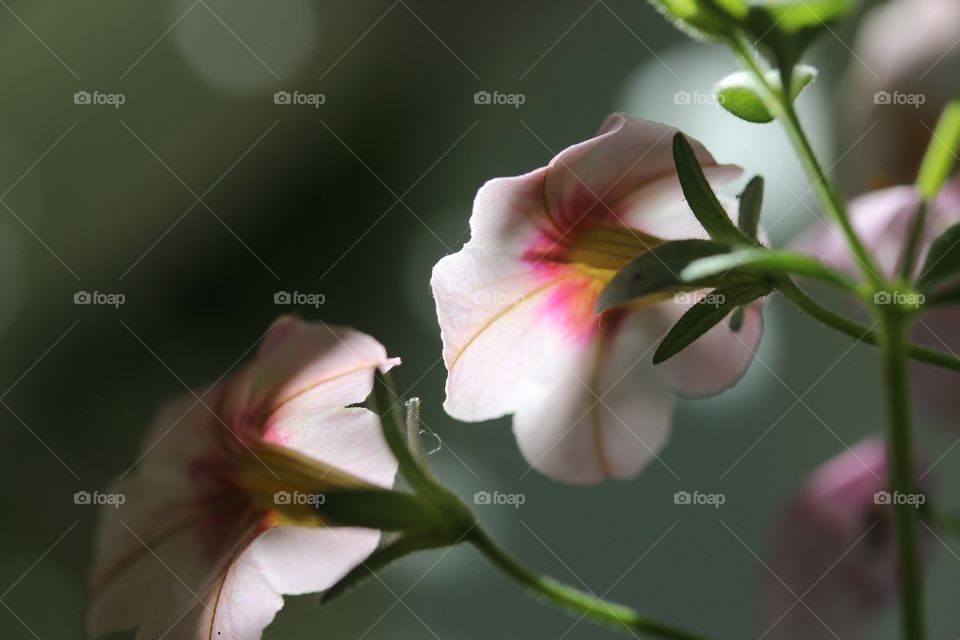 Macro flower