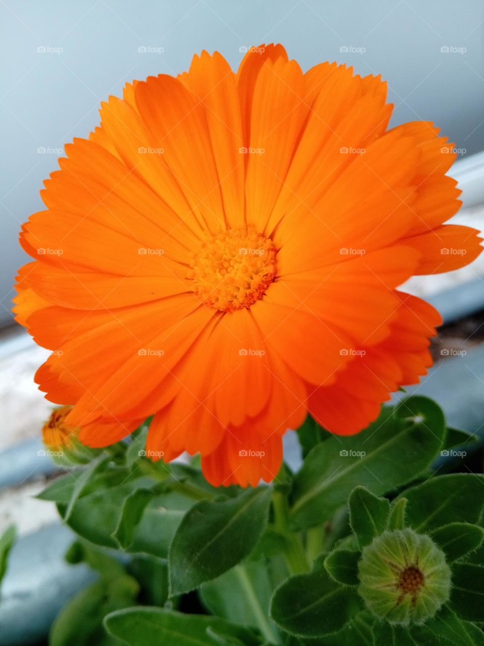 orange