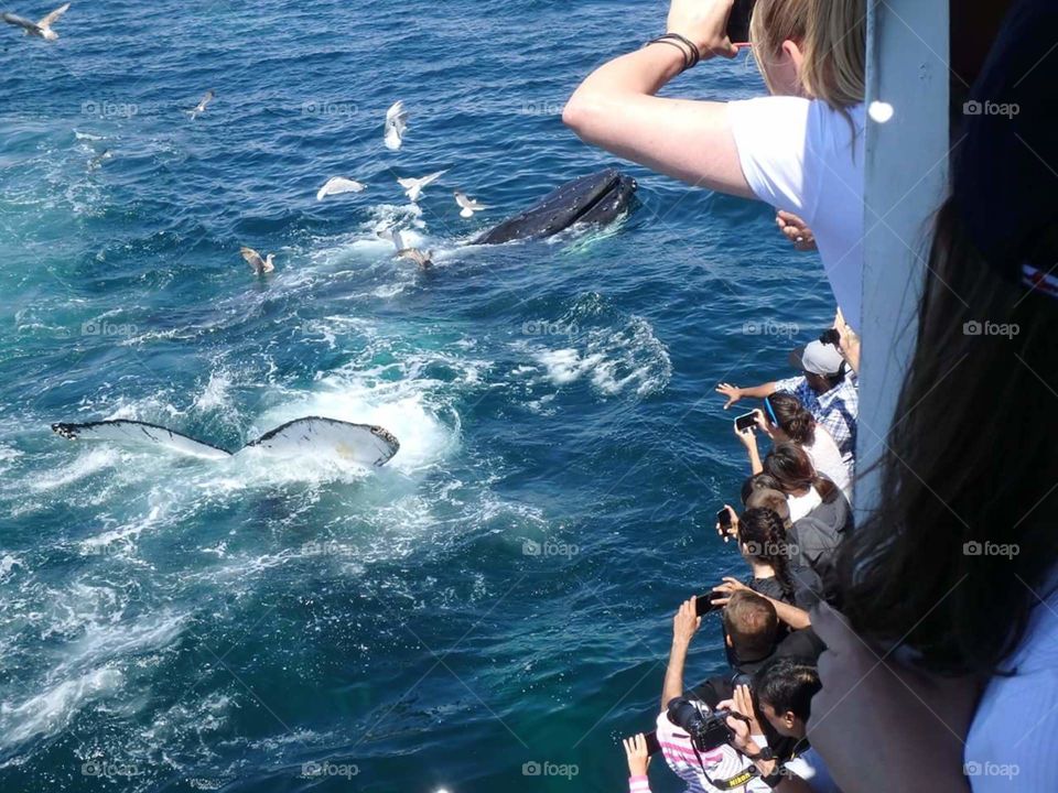 Whale watching Cape Cod, MA