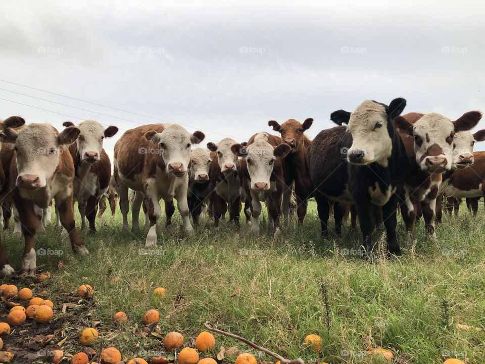 Rio Grande do Sul, Brazil