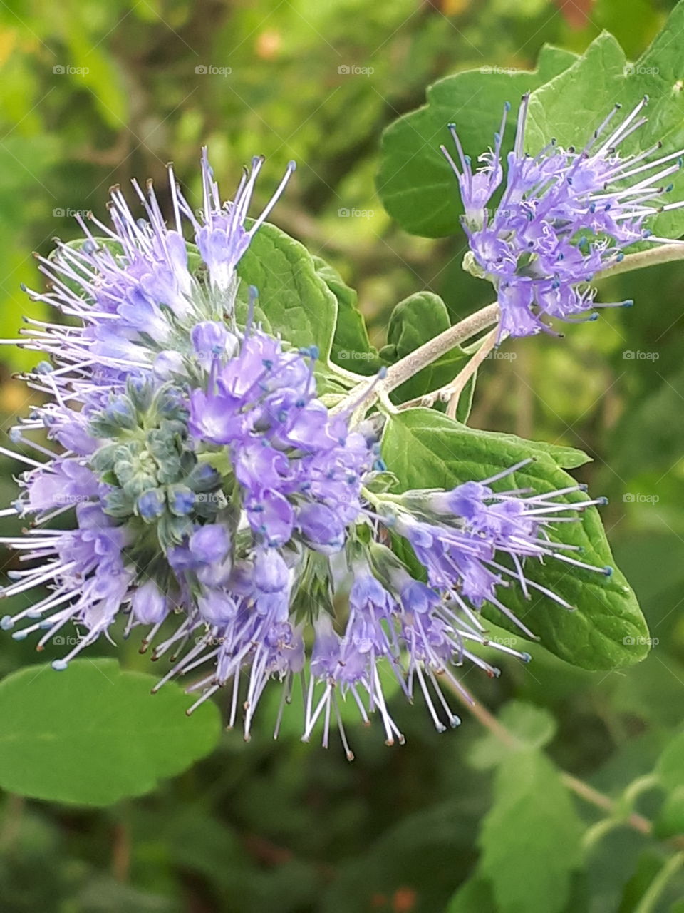 Nature, Flora, Flower, Leaf, Summer