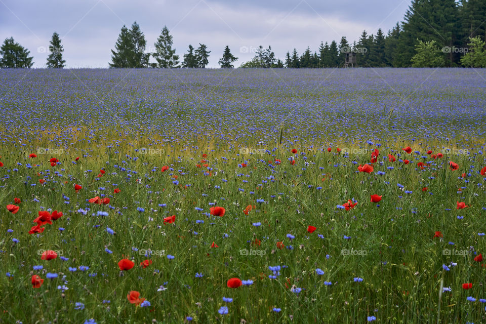 A meadow with blooming cornflowers and poppies.