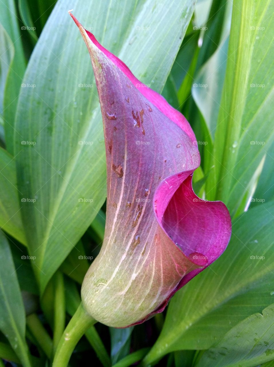 Calla lily