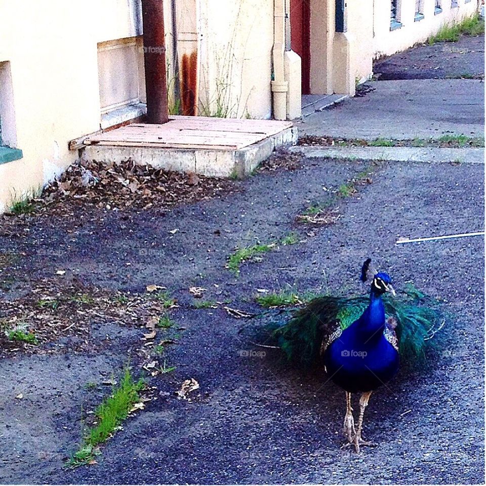 Urban peacock 