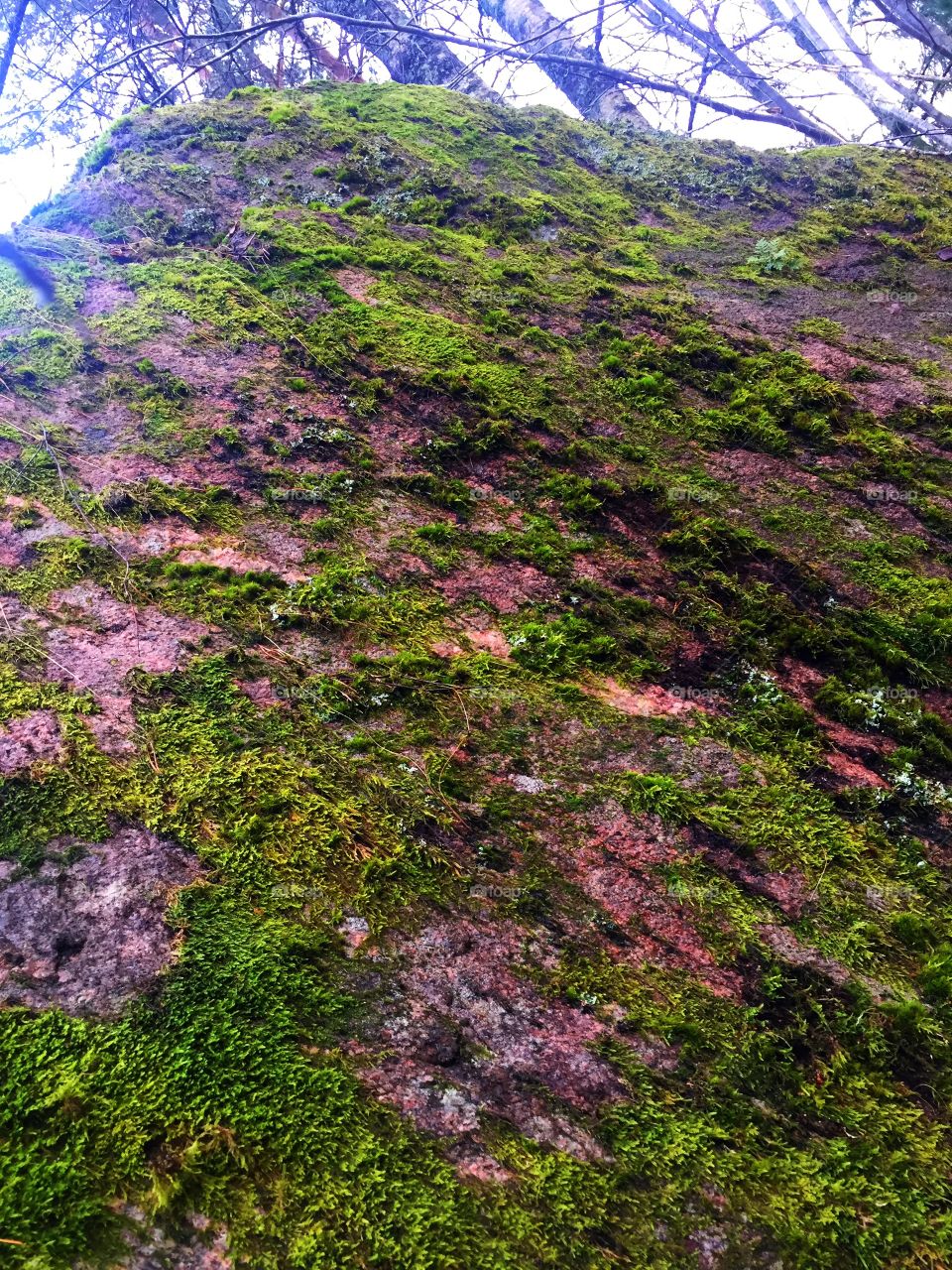 Moss on rock 