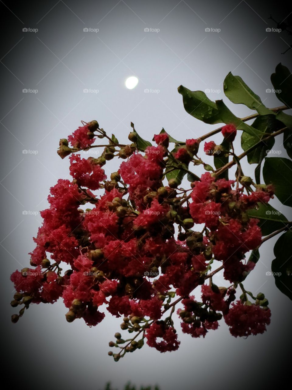 Moon & Flowers