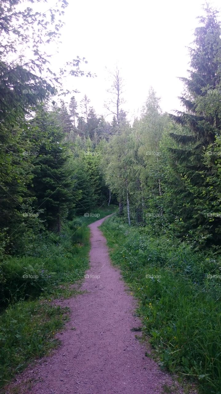 Landscape, Nature, Wood, No Person, Tree