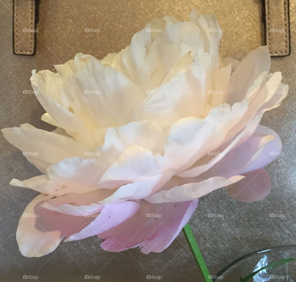 Peony from side