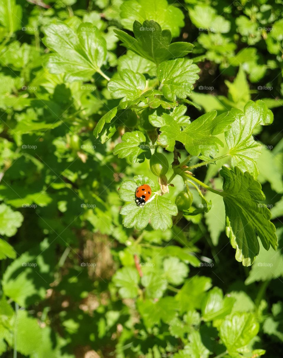 Ladybird