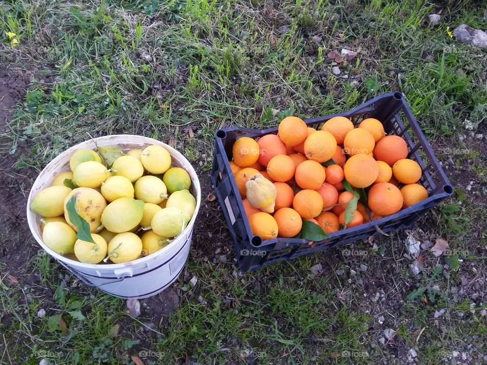 citrus fruits