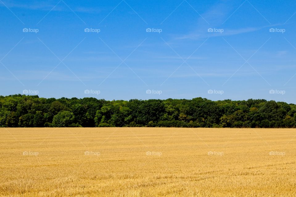 field of wheat in summer