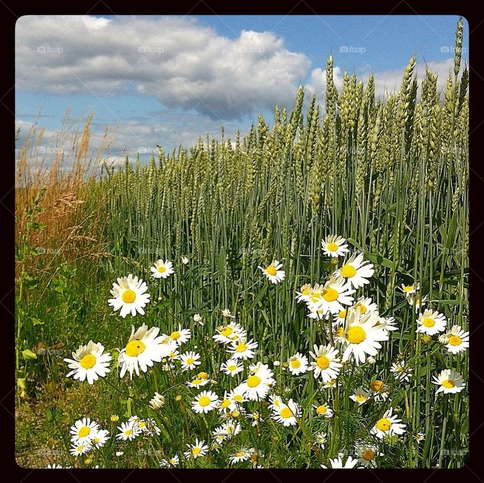 sweden field flower blommor by smartini65