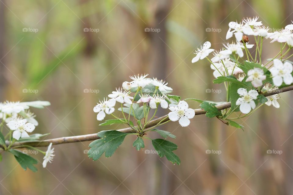 Close up of white flowers
