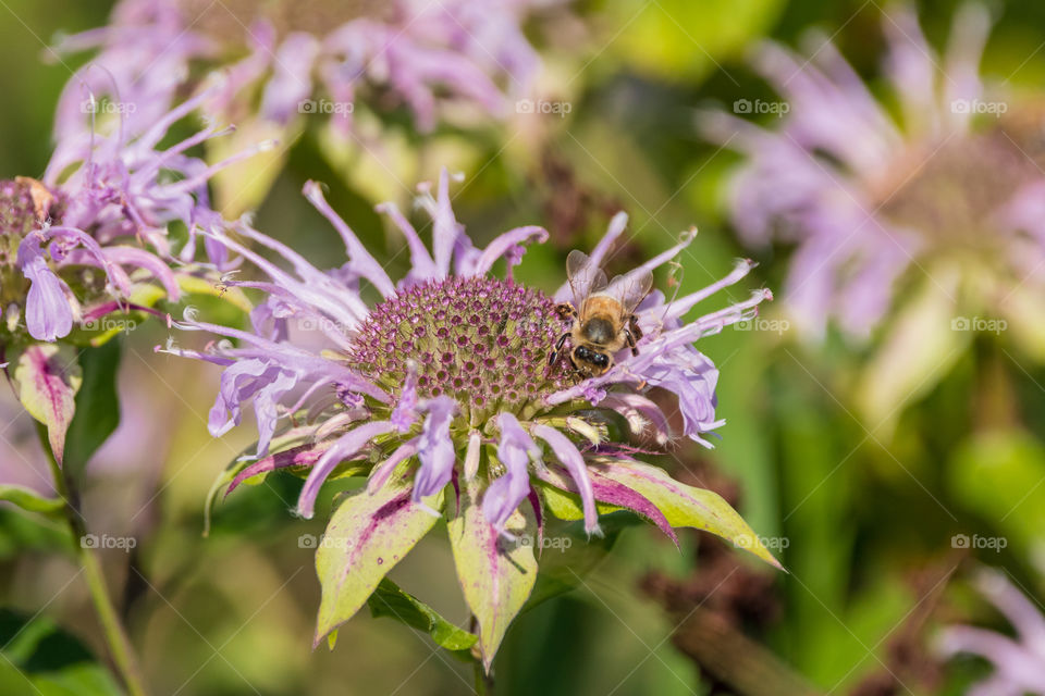 Bee On A Flower 