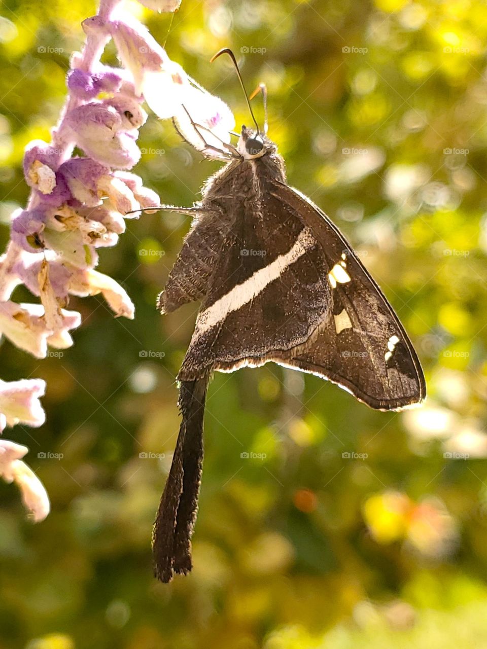 Longtail butterfly feeding on Mexican sage flower nectar.