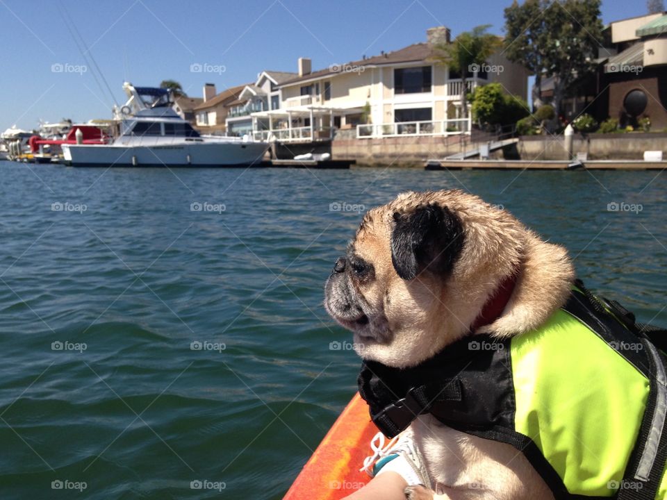 Pug kayaking 