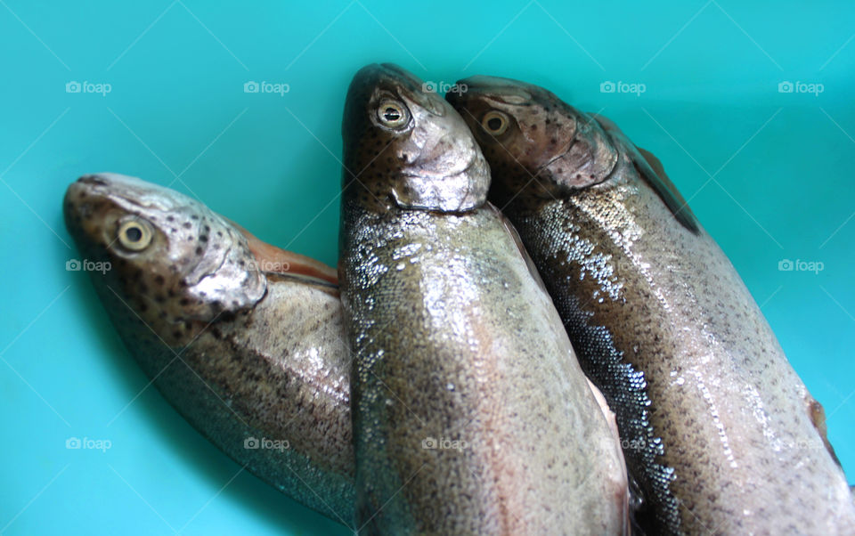 Fishes on a blue background