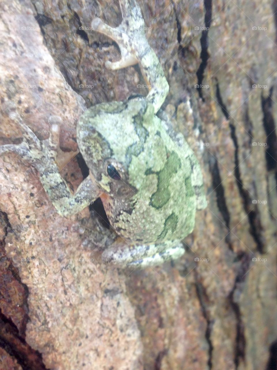 Tree Frog