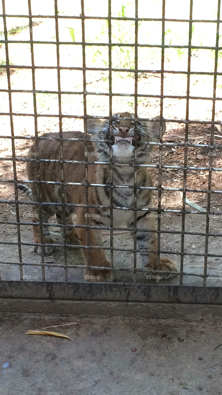 Curious tiger cub